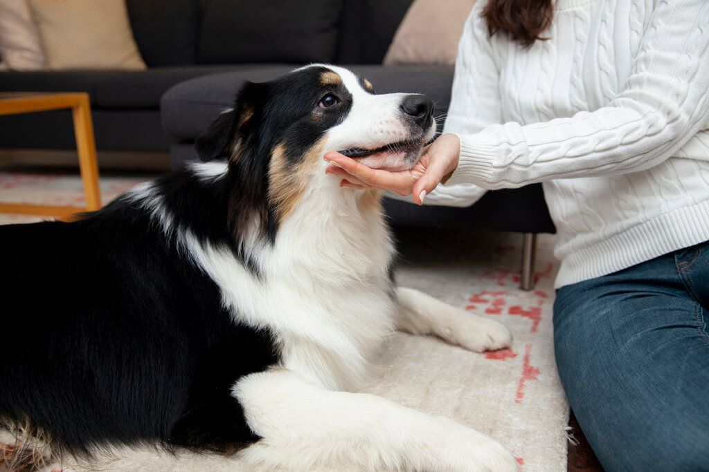 Dermatologist for Dogs