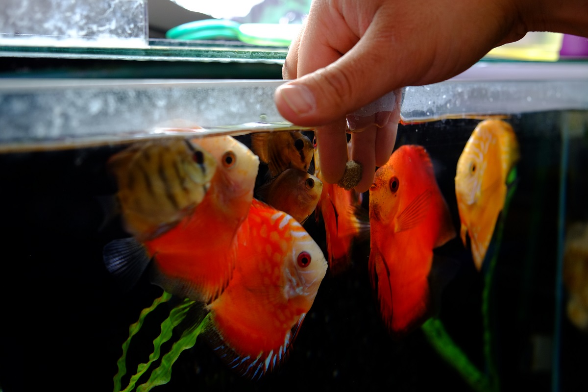 Fish