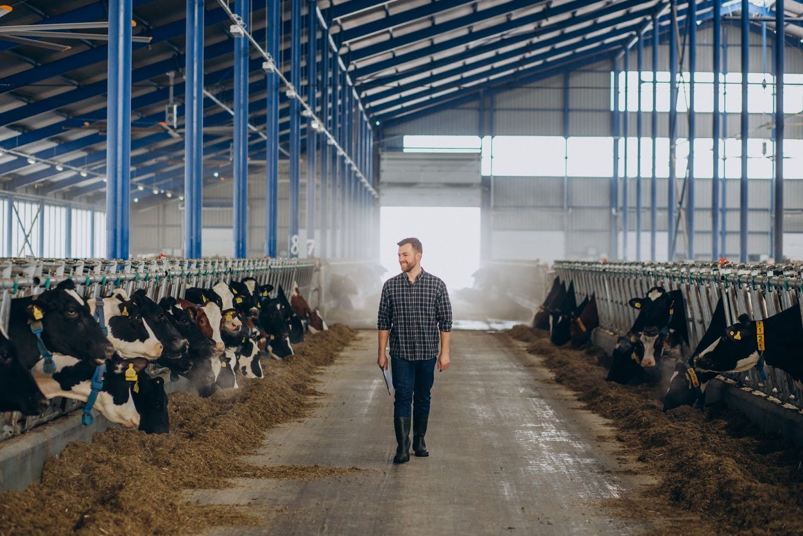 Flooring for Dairy Farms