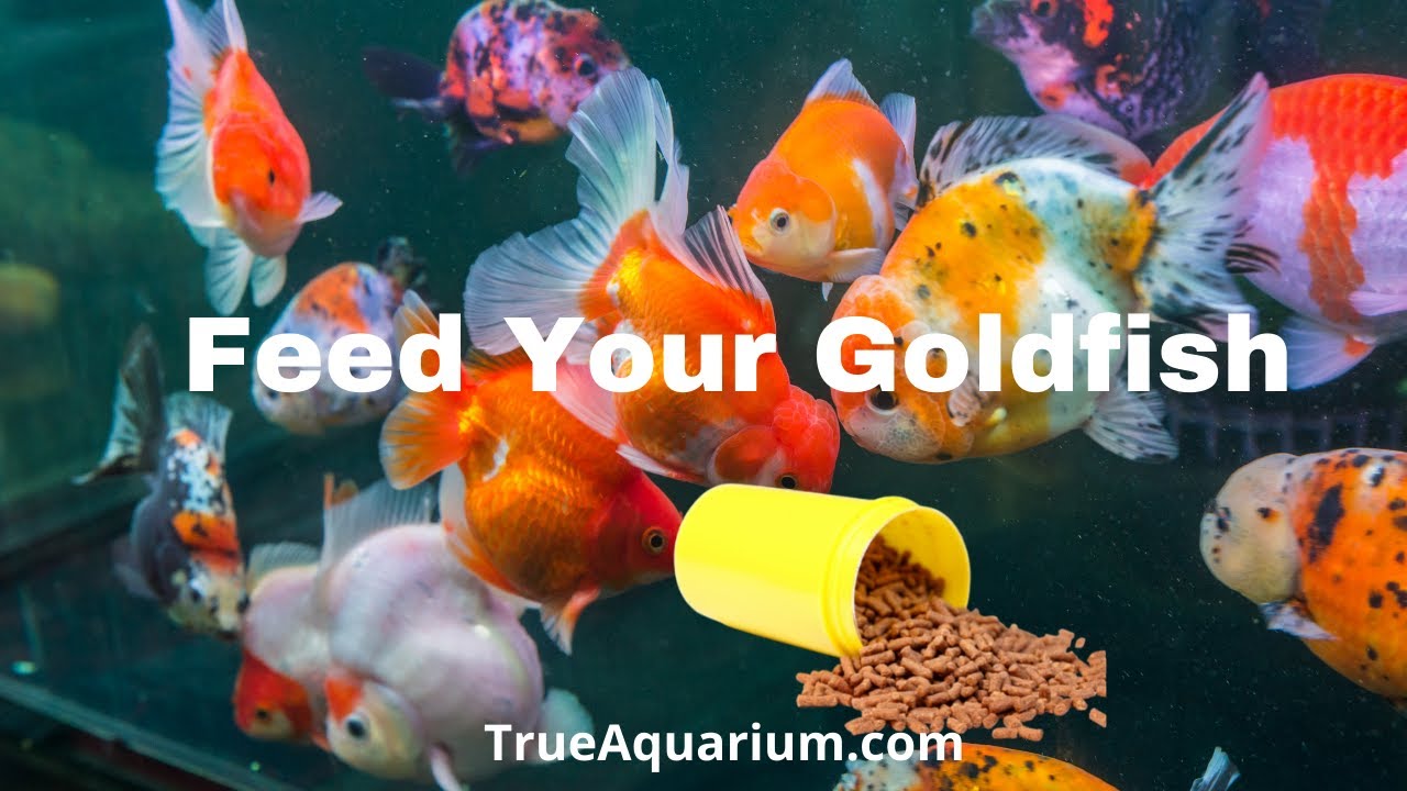 How Much Time Does a Fish Need to Eat? Described